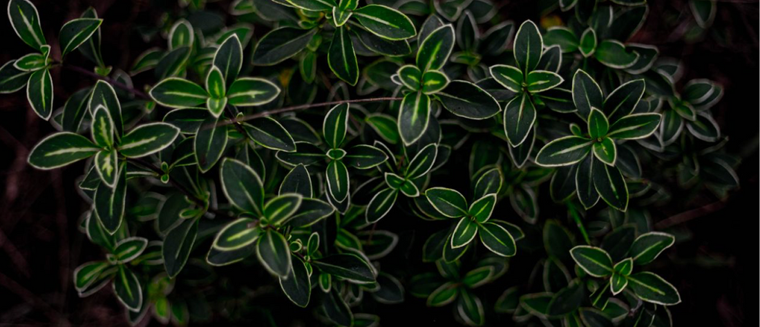 Cleavers Tincture: The Traditional Lymphatic Herb