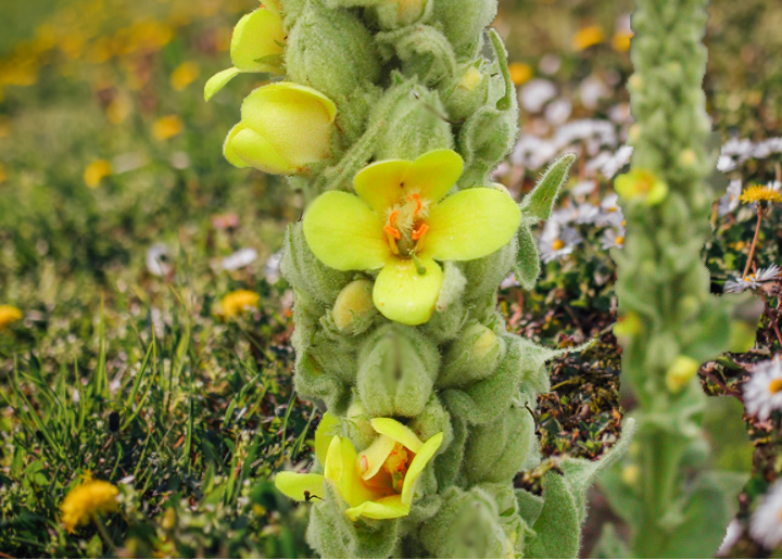 Mullein leaf and yellow mullein flowers