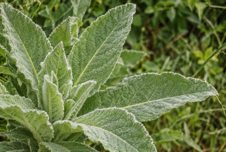 Mullein Leaf