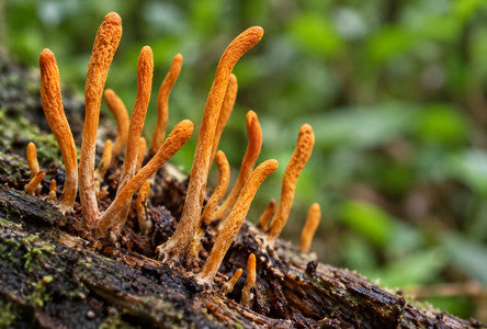 Cordyceps